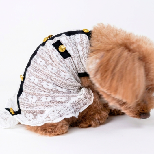 犬服 小型犬|クラシカル 上品 シースルー レースワンピース
