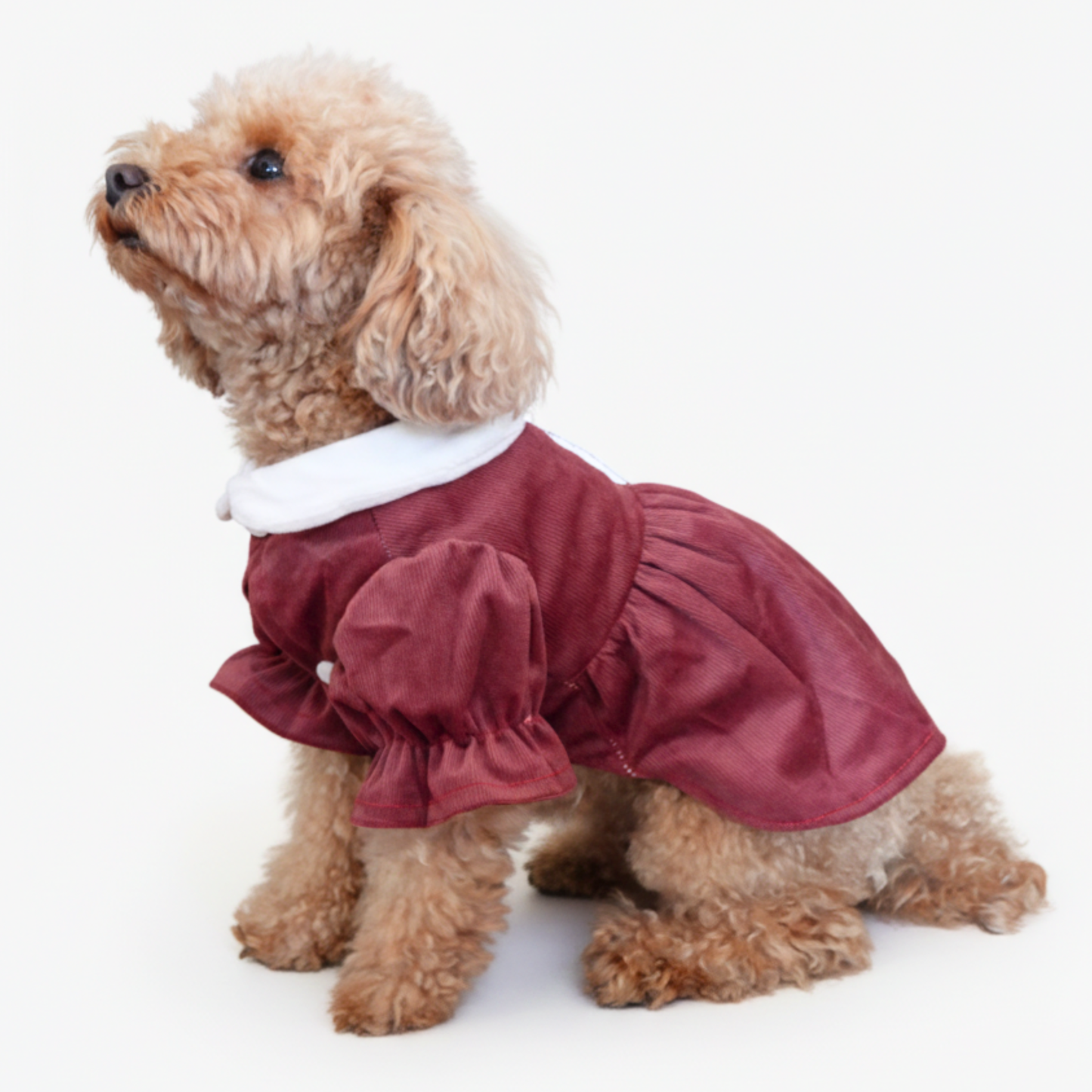 犬服 小型犬｜ベロア 丸襟パフスリーブワンピース（ボルドー）