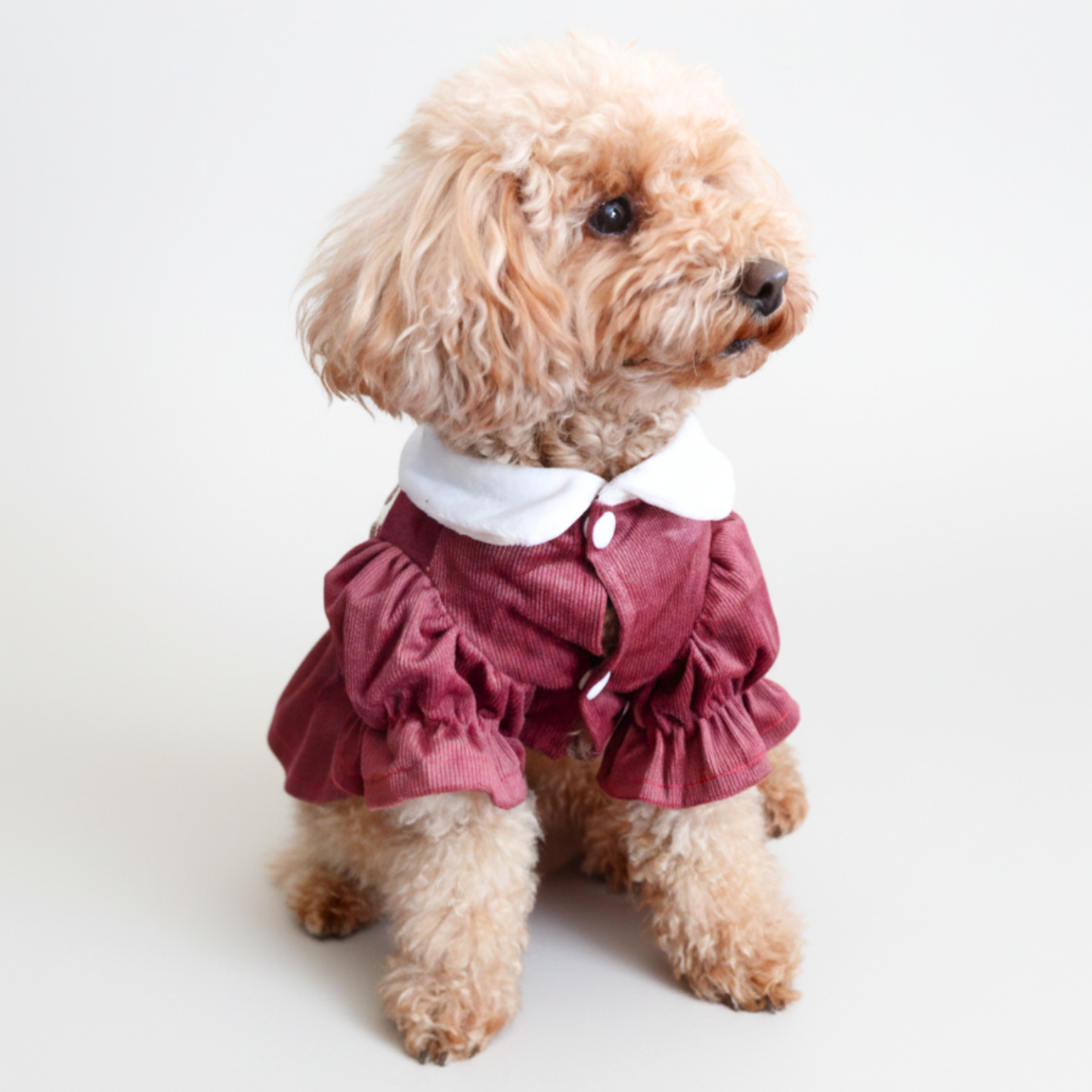 犬服 小型犬｜ベロア 丸襟パフスリーブワンピース（ボルドー）