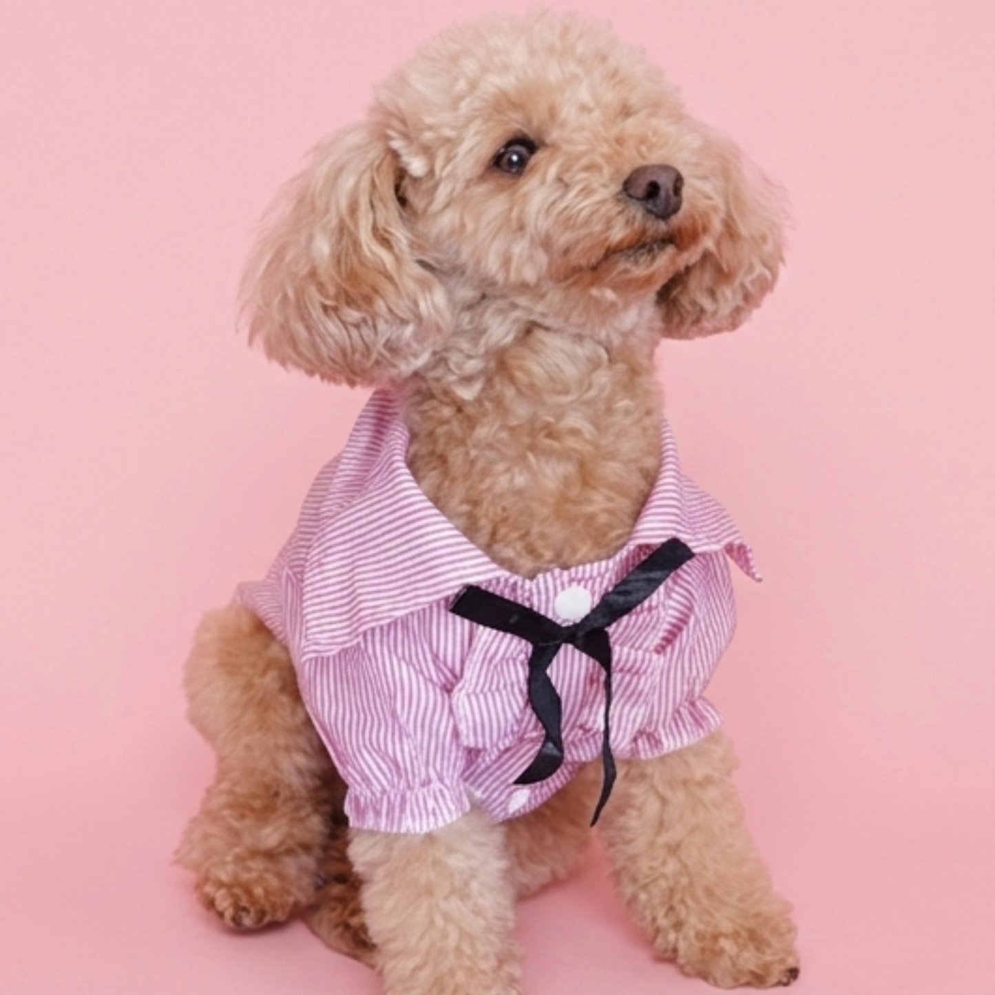 犬服 小型犬｜ピンクのストライプリボンフリルシャツトップス