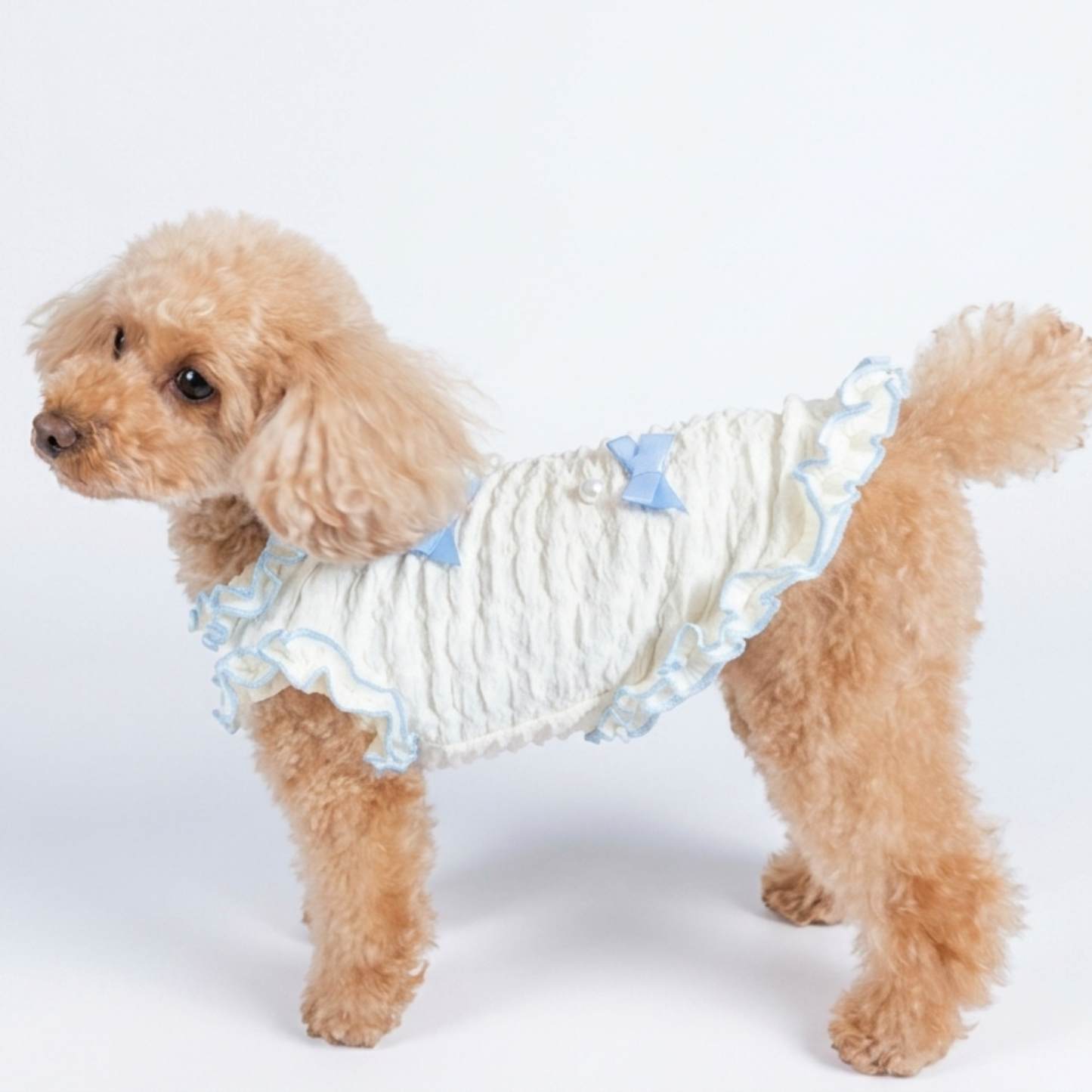 犬服 小型犬｜パールリボンフリルワンピース 上品ブルーリボンデザイン