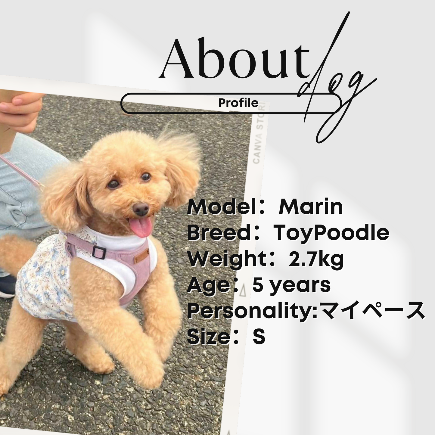 犬服 小型犬｜ベロア 丸襟パフスリーブワンピース（ボルドー）