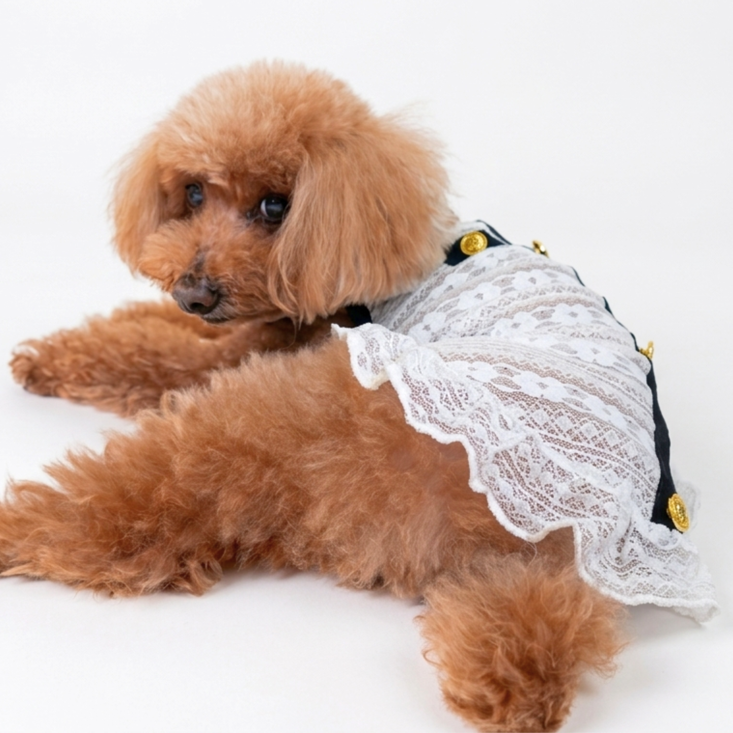 犬服 小型犬｜クラシカル 上品 シースルー レースワンピース