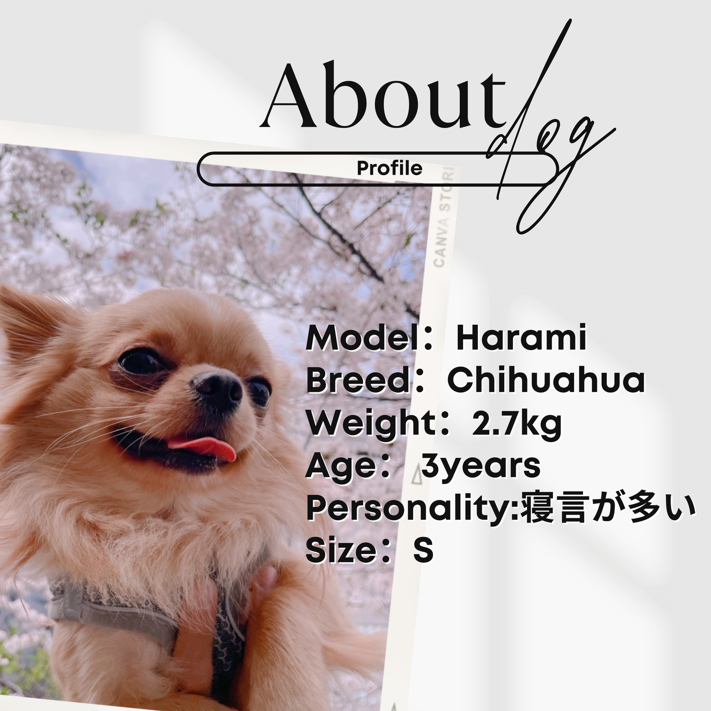 犬服 小型犬｜星柄パーカー 薄手スウェット フーディー 年中使えるカジュアルウェア