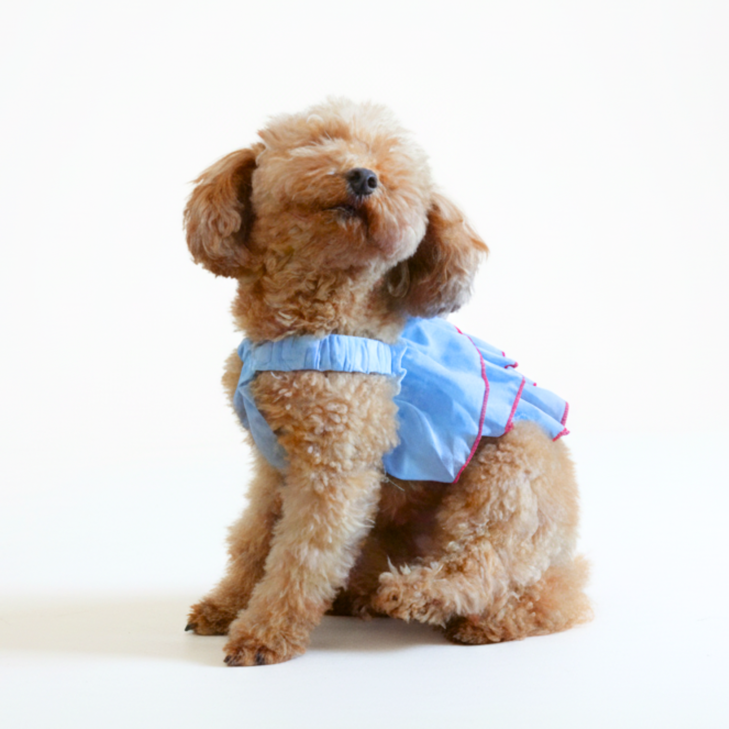 犬服 小型犬｜フリルシフォン キャミワンピース（ブルー）